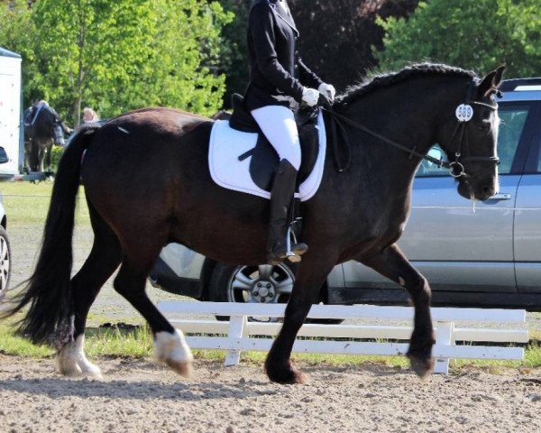 dressage horse Win Diesel (Tinker-Mix / Pinto Tinker / Crossbreed, 2007, from Willoby 'Mc Kenneth) dressage horse Win Diesel (Tinker-Mix / Pinto Tinker / Crossbreed, 2007, from Willoby 'Mc Kenneth)