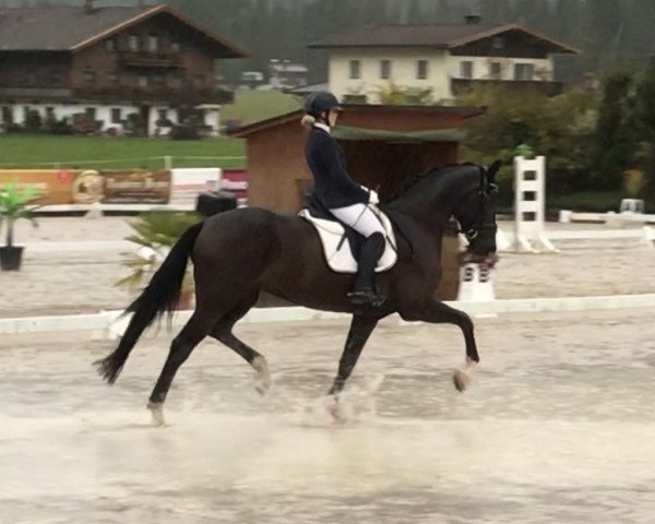 broodmare Fräulein von H (Rhinelander, 2011, from Feedback 16)