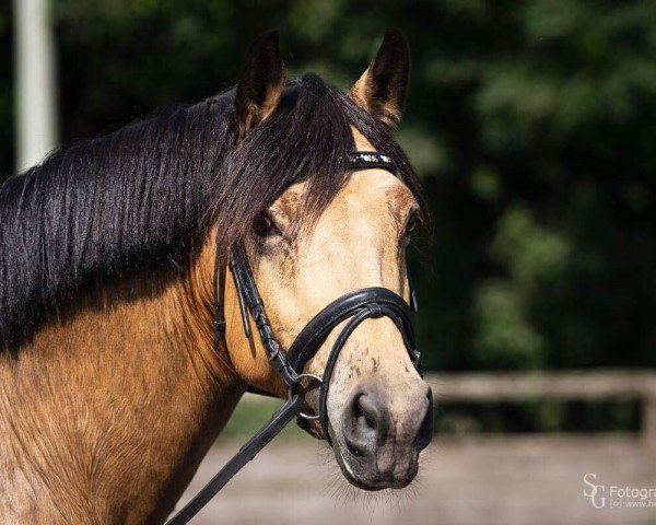 Dressurpferd Crown Guardian Angel (Deutsches Reitpony, 2010, von Holsteins Gentleman)