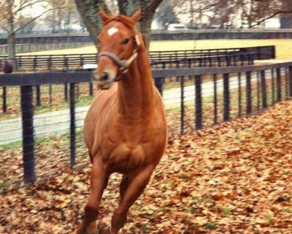 Deckhengst Easy Goer xx (Englisches Vollblut, 1986, von Alydar xx)