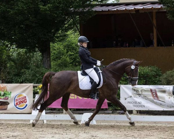 dressage horse Vulkanus G (German Sport Horse, 2010, from Vulkano FRH)
