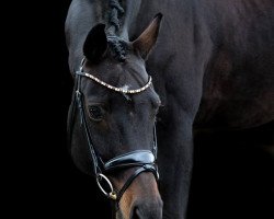dressage horse Sergeant Pepper 44 (Hanoverian, 2008, from Sandro Hit)