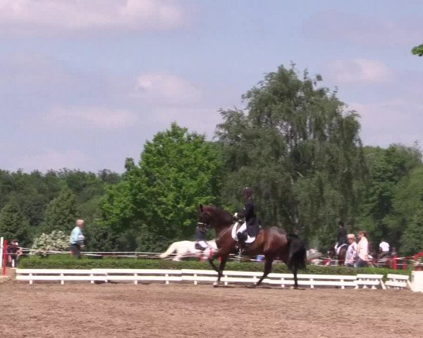 Reitturnier Hamm-Rhynern 2017