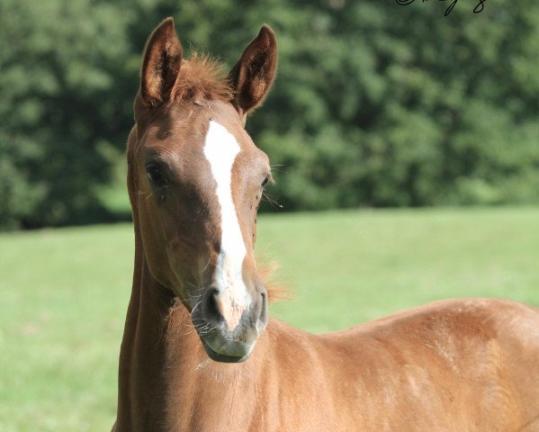 broodmare Sunny (Westphalian, 2020, from Selectric)