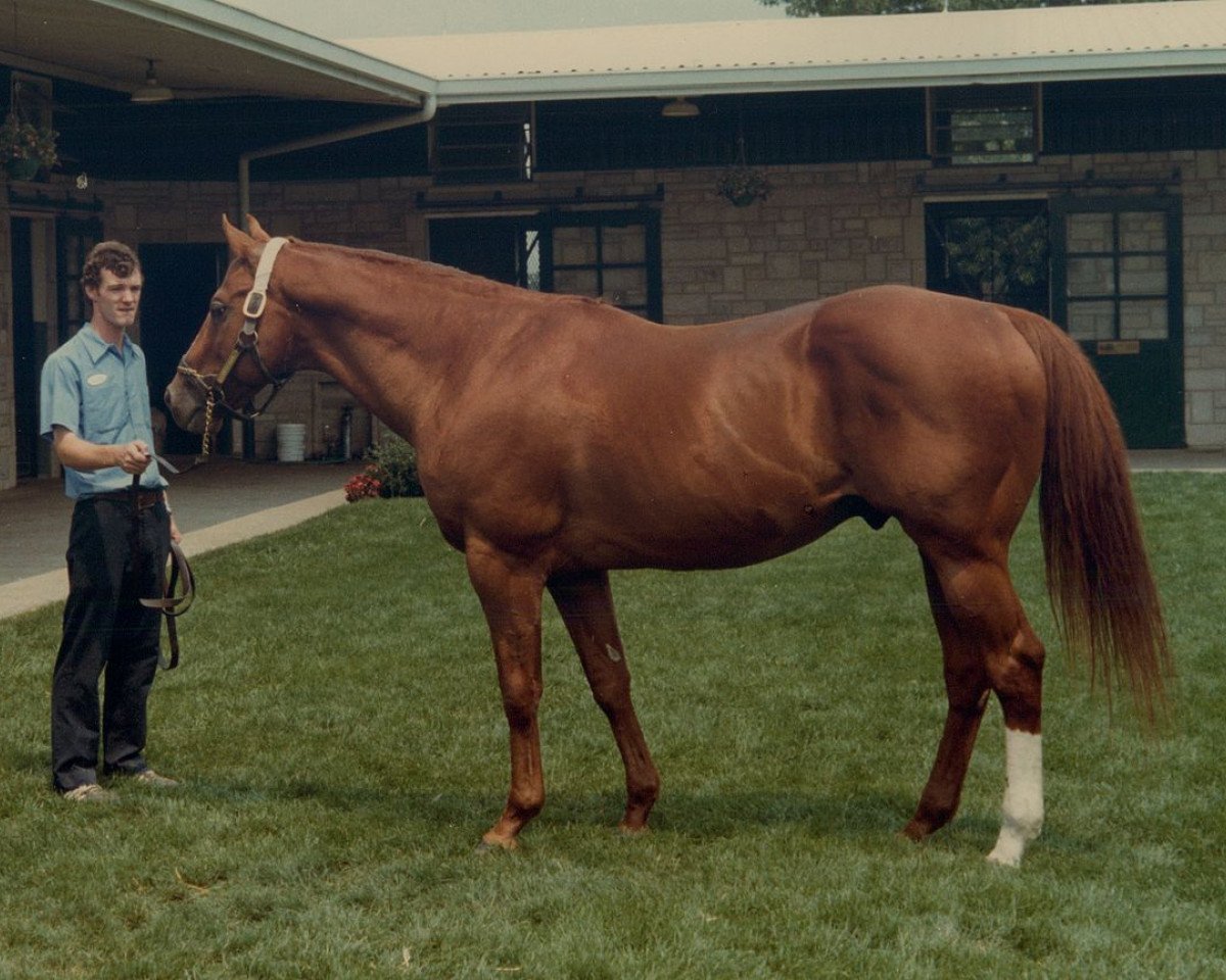 Deckhengst Exclusive Native xx (Englisches Vollblut, 1965, von Raise A Native xx)