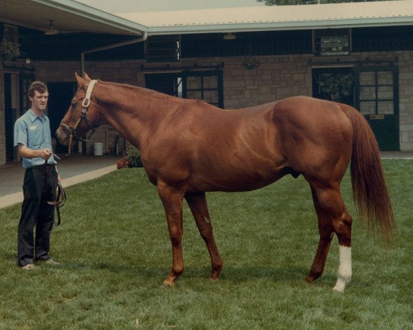 Deckhengst Exclusive Native xx (Englisches Vollblut, 1965, von Raise A Native xx)