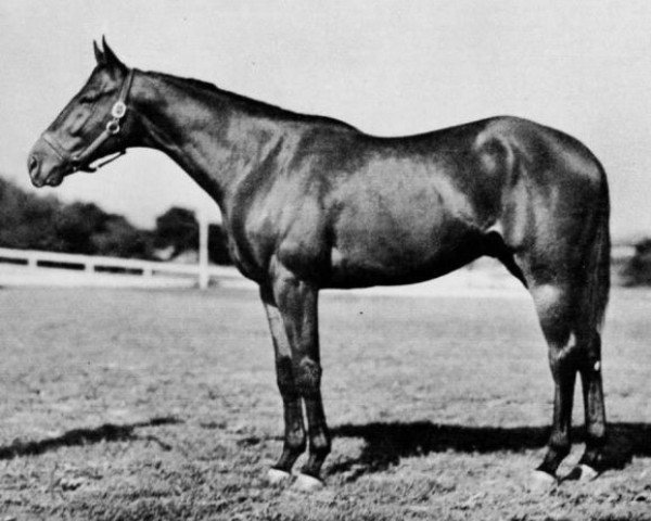 stallion Case Ace xx (Thoroughbred, 1934, from Teddy xx)
