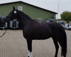 broodmare Feodiva Bk (Hanoverian, 2015, from Finest)