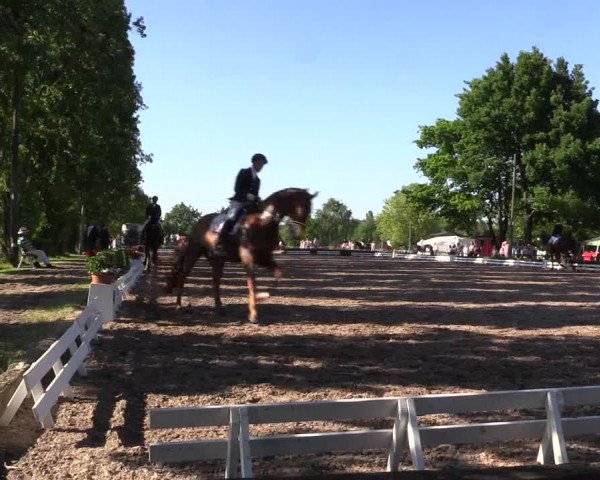 Reitturnier Hamm-Rhynern 2017