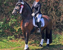 dressage horse Jetse Fan Henswoude (Friese, 2011, from Wobke 403)