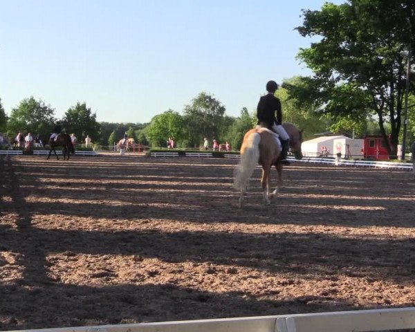 Reitturnier Hamm-Rhynern 2017