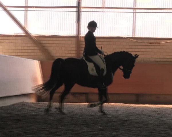 Reitturnier Hellefeld 2017