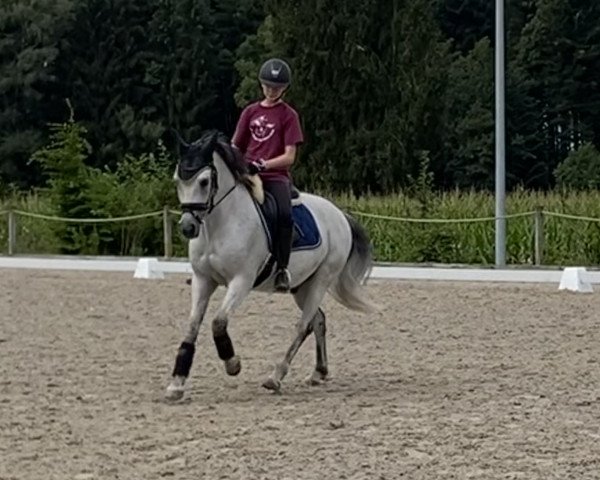 dressage horse Da Vinci (German Riding Pony, 2006, from Don't Worry Be Happy)