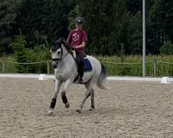 dressage horse Da Vinci (German Riding Pony, 2006, from Don't Worry Be Happy)
