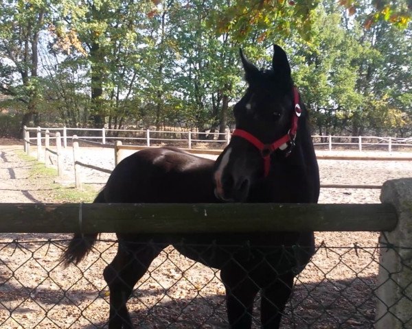 Pferd Diana (Deutsches Sportpferd, 2018, von Simonetti)