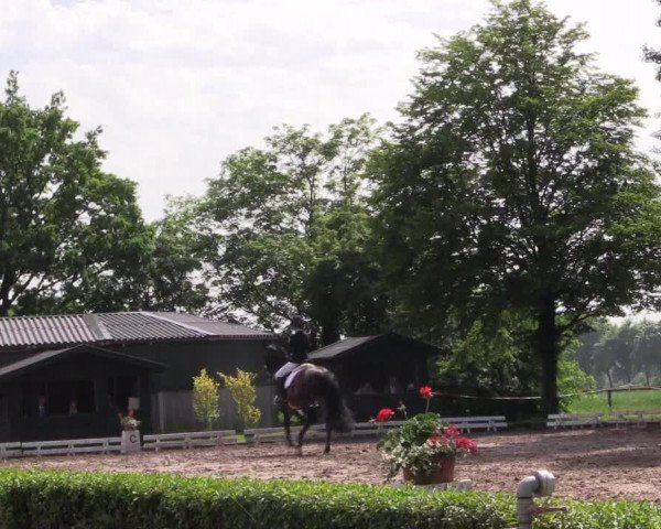 Reitturnier Hamm-Rhynern 2017