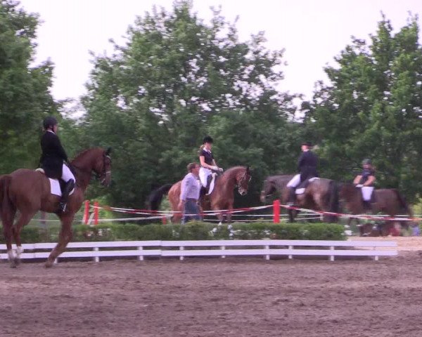 Reitturnier Hamm-Rhynern 2017
