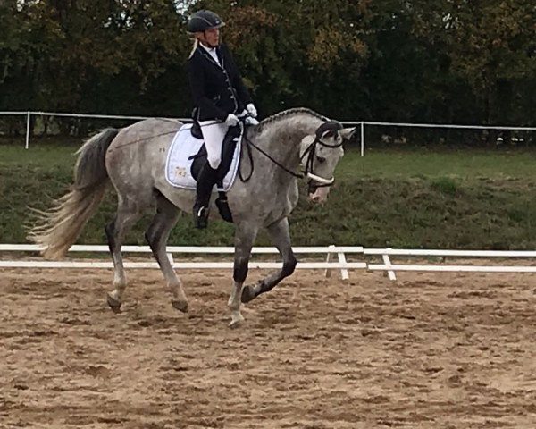dressage horse Sunkist 5 (German Sport Horse, 2012, from Santiano 3) dressage horse Sunkist 5 (German Sport Horse, 2012, from Santiano 3)