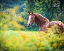 Springpferd Candle In The Wind 5 (Hannoveraner, 2018, von Comme il Faut)