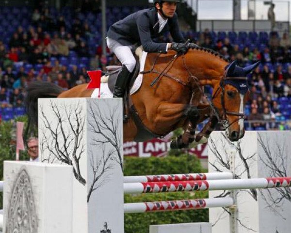 jumper Icarus (Belgian Warmblood, 2008, from Querlybet Hero)