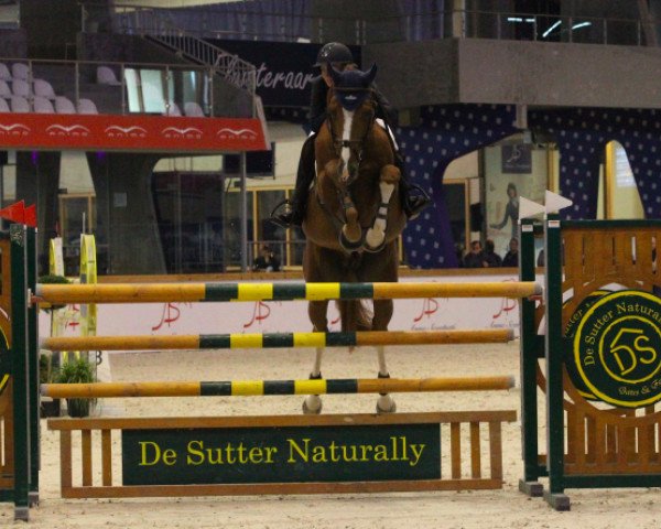 Springpferd H5 Calvino de Nyze Z (Zangersheide Reitpferd, 2009, von Calvaro Z)