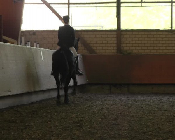 Reitturnier Hellefeld 2017