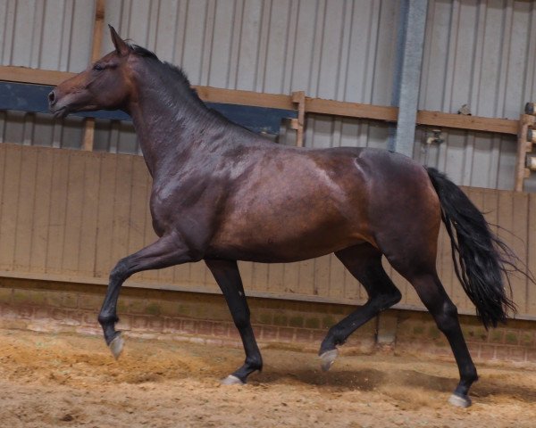 broodmare Touch of Betty (Hanoverian, 2017, from Tomahawk)