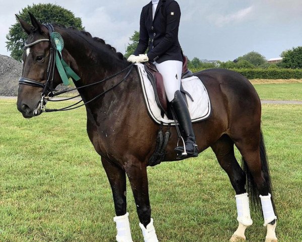 dressage horse Diva Royal 7 (Hanoverian, 2011, from De Niro)