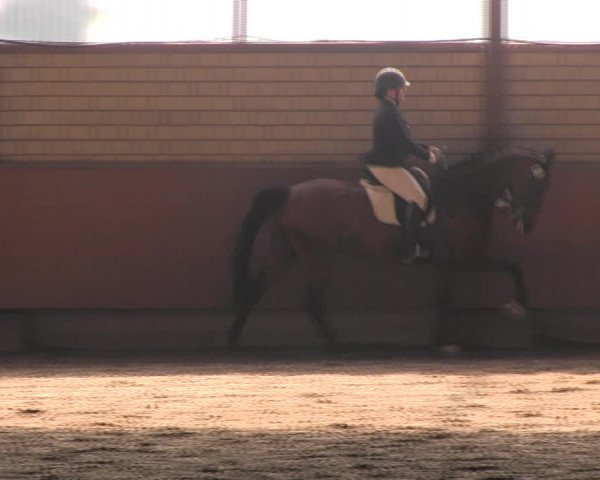 Reitturnier Hellefeld 2017