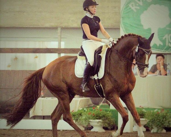 dressage horse Quintin WF (Westphalian, 2012, from Quaterhall)