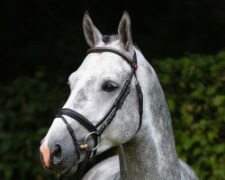 jumper Can do it 25 (Oldenburg show jumper, 2015, from Cornet Obolensky)