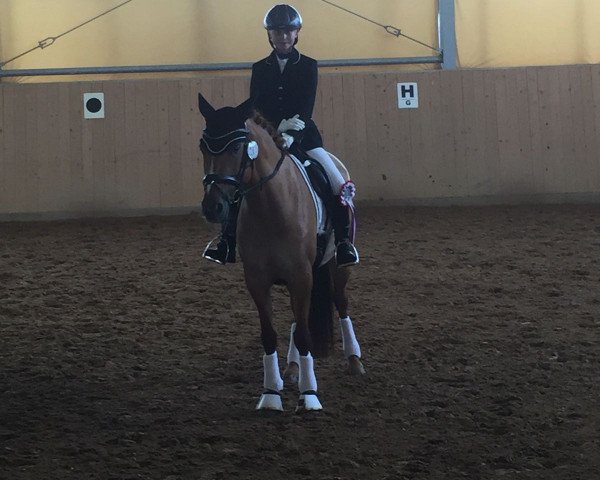 Dressurpferd Nala HW (Deutsches Reitpony, 2012, von Dimension AT NRW)