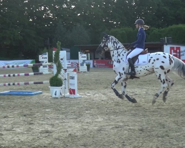 Reitturnier Ratingen-Lintorf 2017