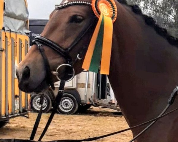 broodmare Altenklosterhof 's C'est L'Amour (German Riding Pony, 2016, from Castello)