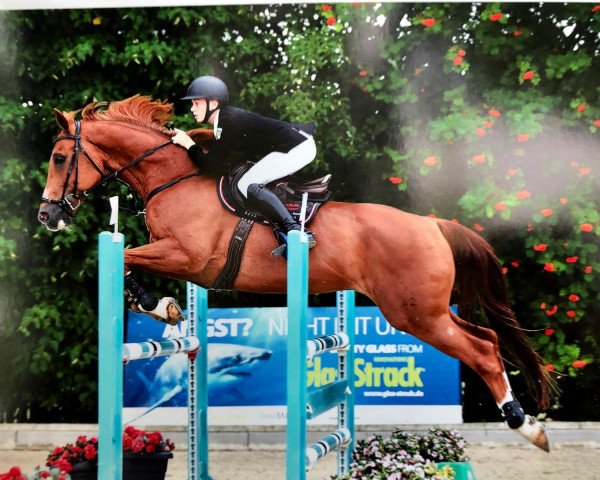 Springpferd Simply the Best 24 (Hannoveraner, 2005, von Stolzenberg)