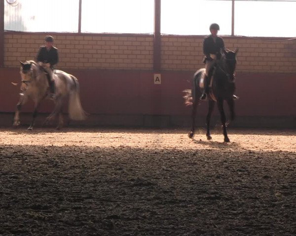 Reitturnier Hellefeld 2017
