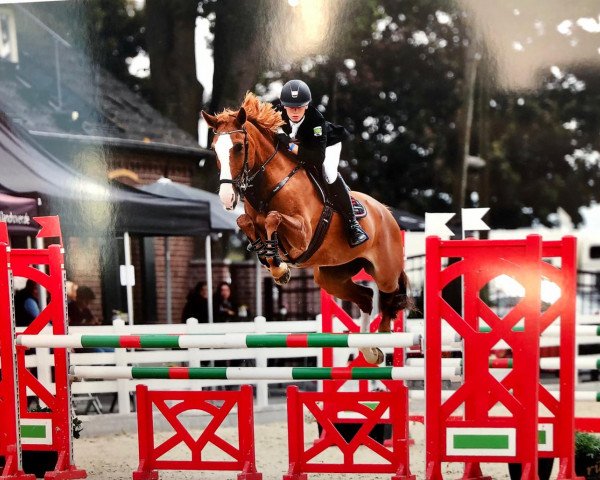 jumper Emmely 13 (Hanoverian, 2003, from Escudo I)