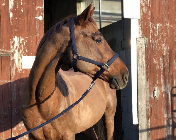 horse Silent Hill 7 (Hanoverian, 2006, from Stolzenberg)