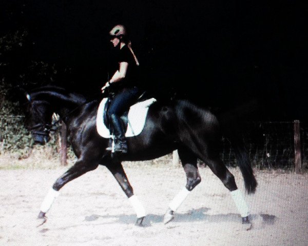 horse Duvalier Noir (Oldenburg, 2011, from Duvall 6) horse Duvalier Noir (Oldenburg, 2011, from Duvall 6)