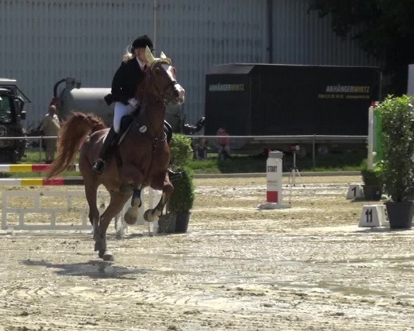 Reitturnier Ratingen-Lintorf 2017