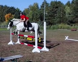 dressage horse Meisters Merle (unknown, 2012)