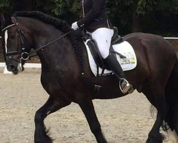 dressage horse Yron (unknown, 2012, from Ynse W.)