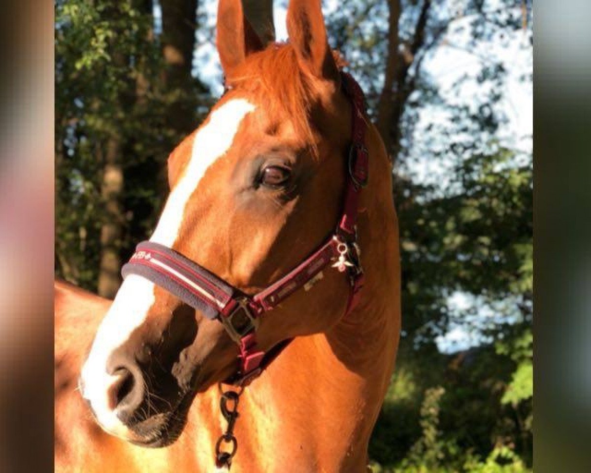 broodmare Donata 251 (German Sport Horse, 2003, from A-Eins)