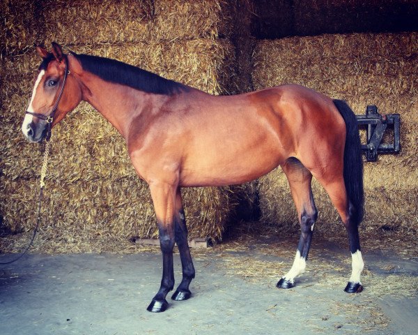 jumper Grace De Luxe 8 (Holsteiner, 2014, from Calais 27)