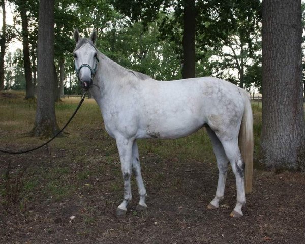 Springpferd Cadima (Rheinländer, 2014, von Christian 25)