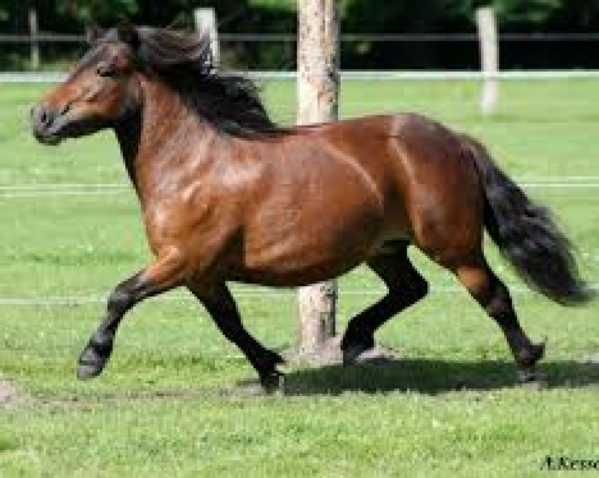 broodmare Skovmosens Carisma (Shetland Pony, 2010, from Clivocast Nelson)