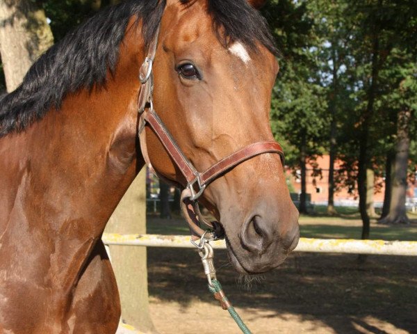 horse Serupgards Sacre Coeur (Danish Warmblood, 2008, from Zack)
