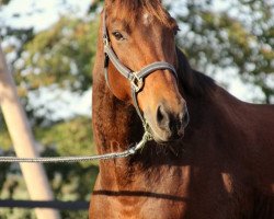 Springpferd Engelbert (KWPN (Niederländisches Warmblut), 2009, von Rousseau)