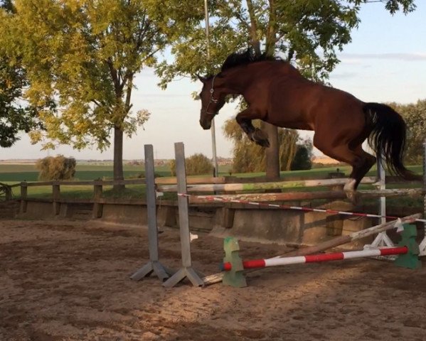 jumper Sofie 34 (Czech Warmblood, 2014, from Fetys)