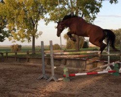 jumper Sofie 34 (Czech Warmblood, 2014, from Fetys)